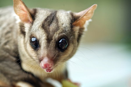 David Fleay Wildlife Park - Gold Coast Attractions 1