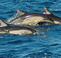 Dolphin Swim Australia - Gold Coast Attractions