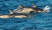 Dolphin Swim Australia