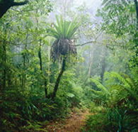 Lamington National Park and OReillys - Gold Coast Attractions