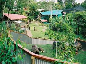 Kuranda Koala Gardens - Gold Coast Attractions 1