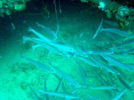 Underwater Sports Diving Centre - Gold Coast Attractions 1