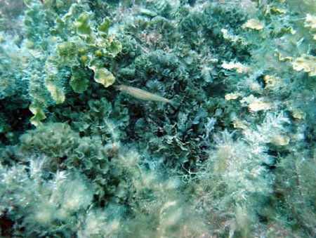 Underwater Sports Diving Centre - Gold Coast Attractions 3