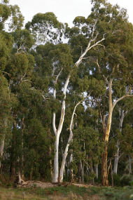 Heysen - The Cedars - Gold Coast Attractions 2