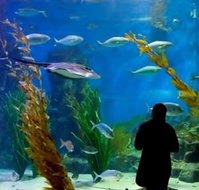 Melbourne Aquarium - Gold Coast Attractions