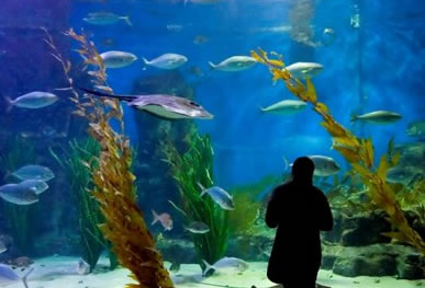 Melbourne Aquarium - Gold Coast Attractions 0