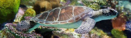 Melbourne Aquarium - Gold Coast Attractions 1