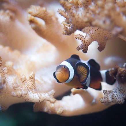 Melbourne Aquarium - Gold Coast Attractions 2