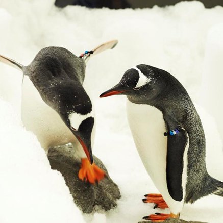 Melbourne Aquarium - Gold Coast Attractions 3