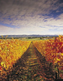 South Melbourne VIC Gold Coast Attractions