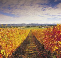 Link Tours - Gold Coast Attractions