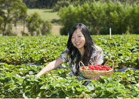 Gray Line Tours Melbourne - Gold Coast Attractions 3