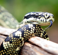 Reptile Encounters - Gold Coast Attractions