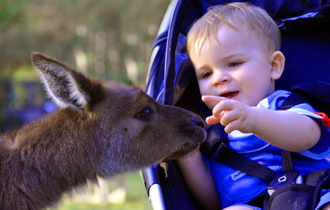 Australian Reptile Park - Gold Coast Attractions 6