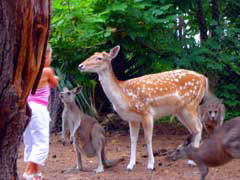 Birdland Animal Park - Gold Coast Attractions 4