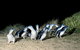 Phillip Island Penguin Parade - thumb 3