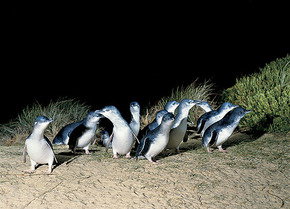 Phillip Island Penguin Parade - Gold Coast Attractions 3