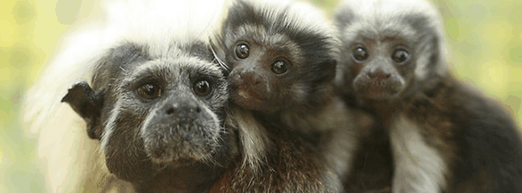 Alma Park Zoo - Gold Coast Attractions 3