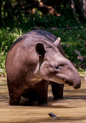 Alma Park Zoo - Gold Coast Attractions 4