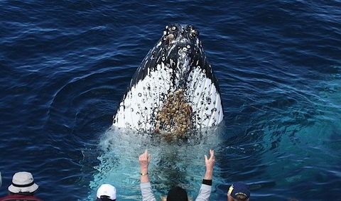 Spirit Of Gold Coast Whale Watching - Gold Coast Attractions 1