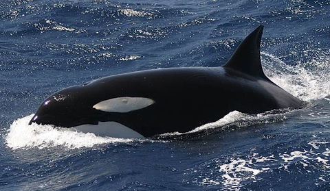 Spirit Of Gold Coast Whale Watching - Gold Coast Attractions 2