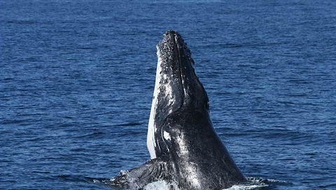Spirit Of Gold Coast Whale Watching - Gold Coast Attractions 3