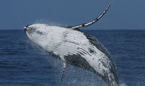 Spirit Of Gold Coast Whale Watching - Gold Coast Attractions 4