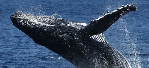 Spirit Of Gold Coast Whale Watching - Gold Coast Attractions 5