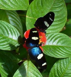 Butterfly Farm - Gold Coast Attractions 4