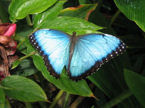 Butterfly Farm - Gold Coast Attractions 5