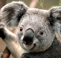 Potoroo Palace - Gold Coast Attractions