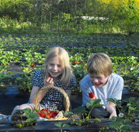 Blue Hills Berries  Cherries - Gold Coast Attractions