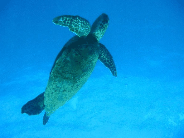 Book Redcliffe Accommodation Vacations Gold Coast Attractions Gold Coast Attractions