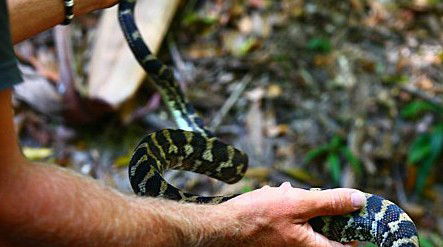 Queensland Day Tours - Gold Coast Attractions 1