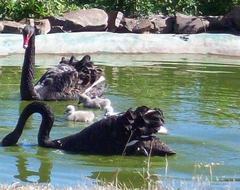 Darling Downs Zoo - Gold Coast Attractions 3