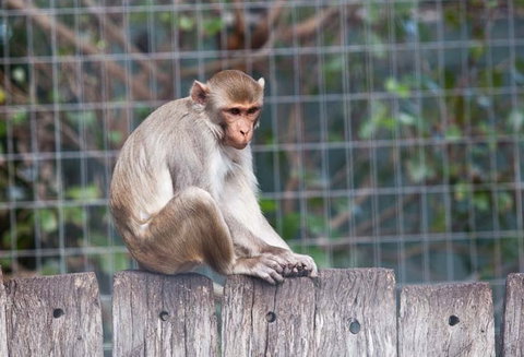 Darling Downs Zoo - Gold Coast Attractions 5