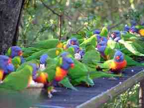 Gorge Wildlife Park - Gold Coast Attractions 4