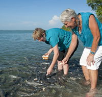 Aquascene Fish Feeding Sanctuary - Gold Coast Attractions