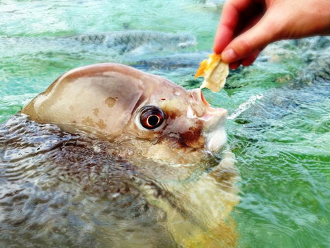Aquascene Fish Feeding Sanctuary - Gold Coast Attractions 1