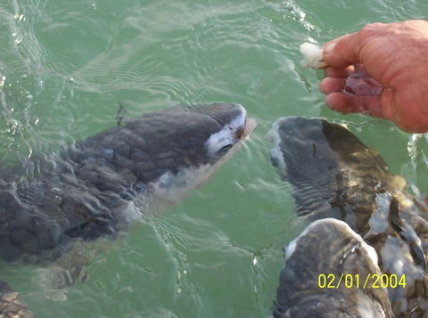Aquascene Fish Feeding Sanctuary - Gold Coast Attractions 2