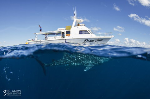 Three Islands Whale Shark Dive - Gold Coast Attractions 4