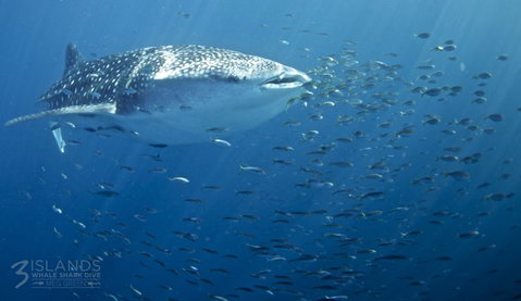 Three Islands Whale Shark Dive - Gold Coast Attractions 5