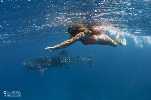 Three Islands Whale Shark Dive - Gold Coast Attractions 6