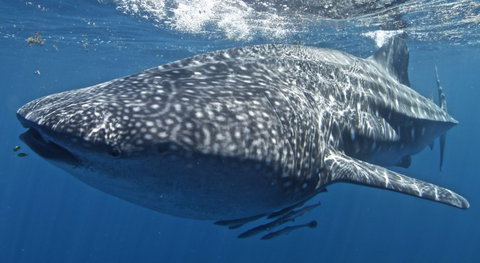 Three Islands Whale Shark Dive - Gold Coast Attractions 7