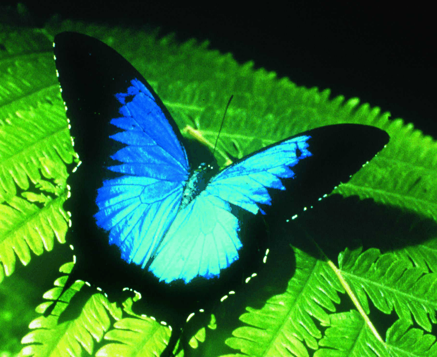 Australian Butterfly Sanctuary - Gold Coast Attractions 0