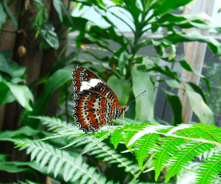 Australian Butterfly Sanctuary - Gold Coast Attractions 1