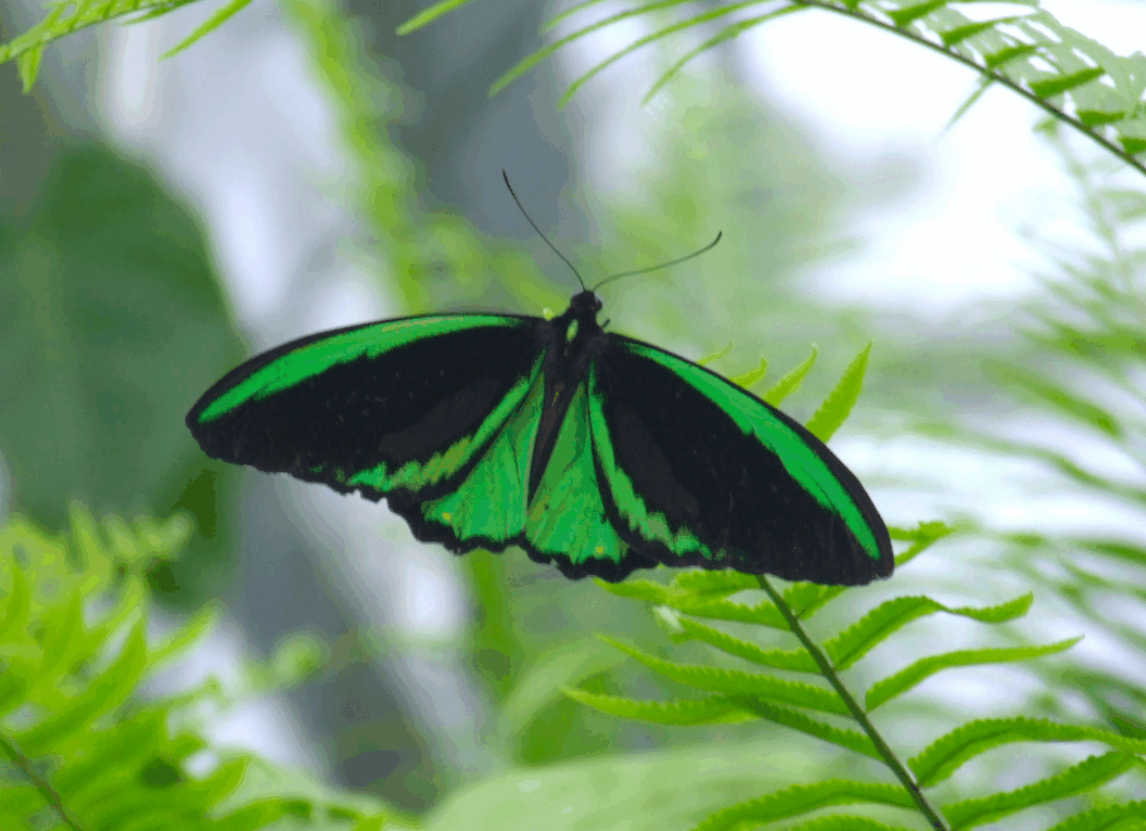 Australian Butterfly Sanctuary - Gold Coast Attractions 2