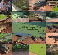 The Malcolm Douglas Crocodile Park - Gold Coast Attractions