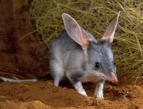 David Fleay Wildlife Park - Gold Coast Attractions 2