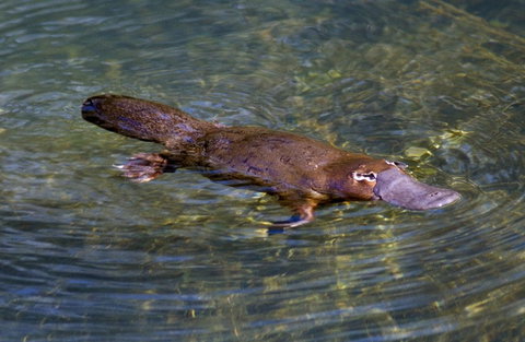 David Fleay Wildlife Park - Gold Coast Attractions 4